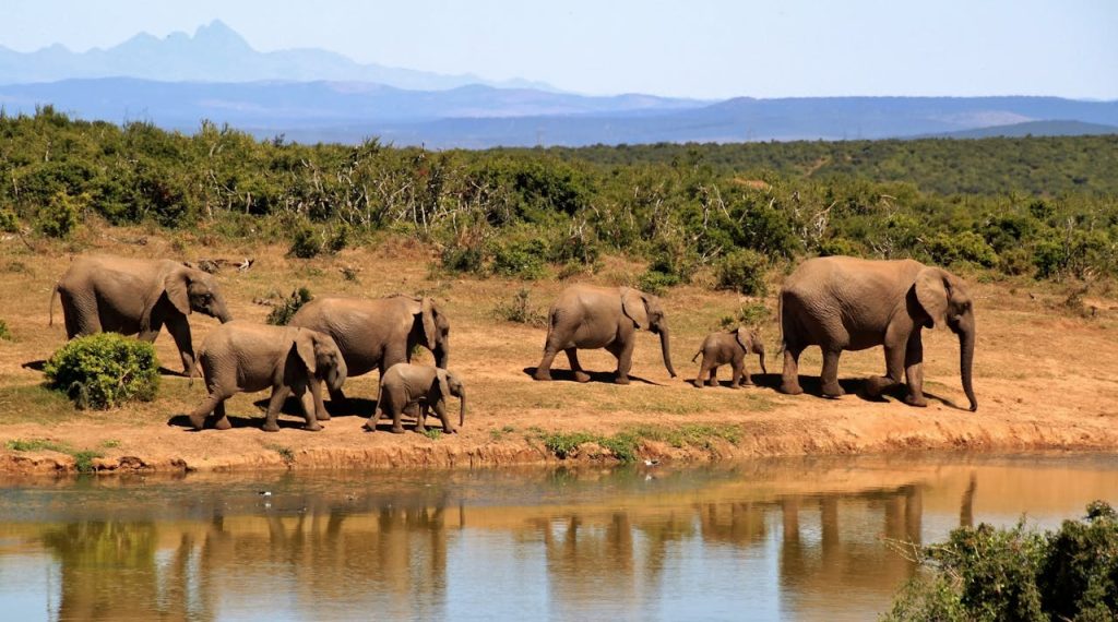 A stunning image of African elephants by a watering hole in the wilderness.
