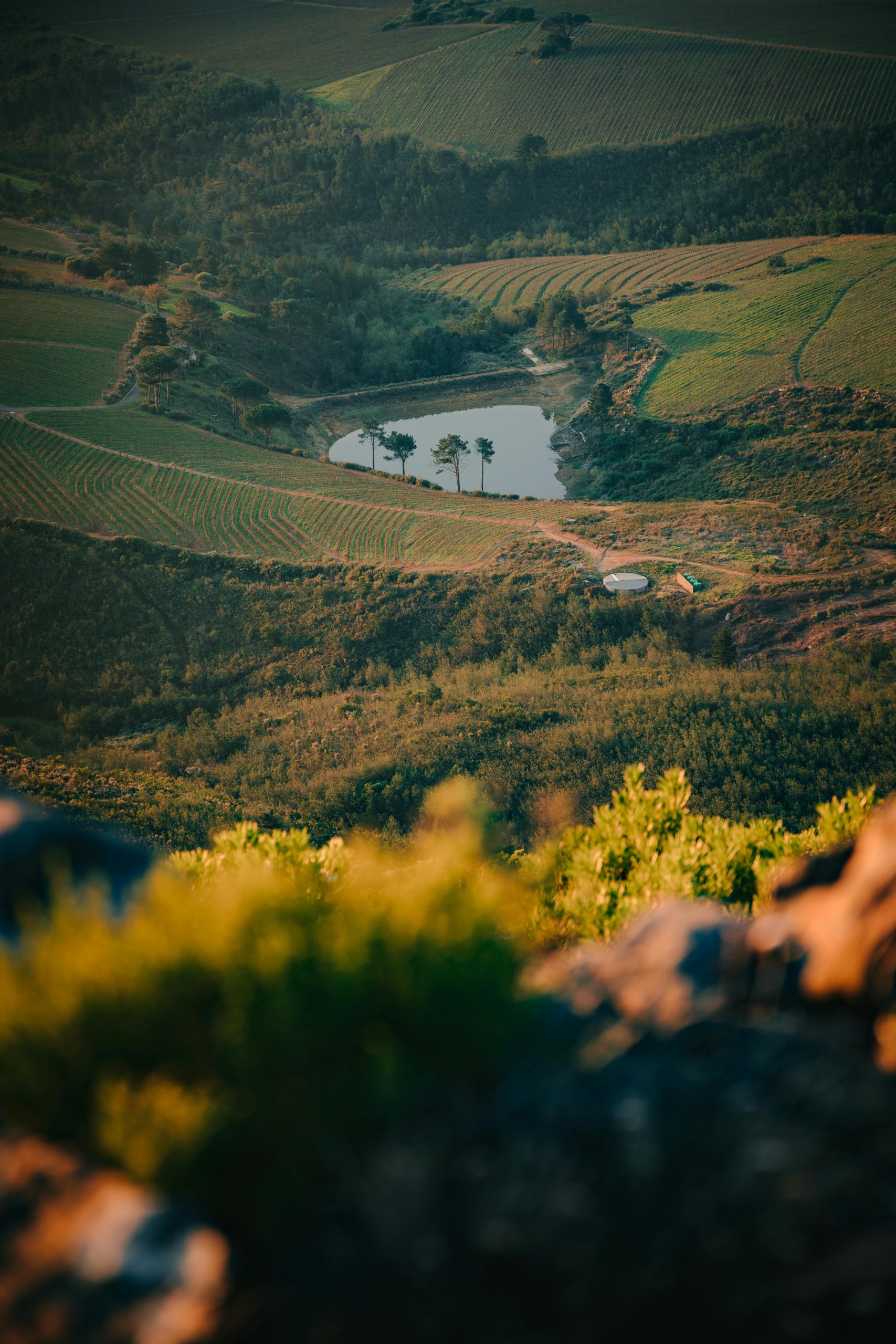 A picturesque aerial shot of Stellenbosch's green fields and lake in Western Cape, South Africa.