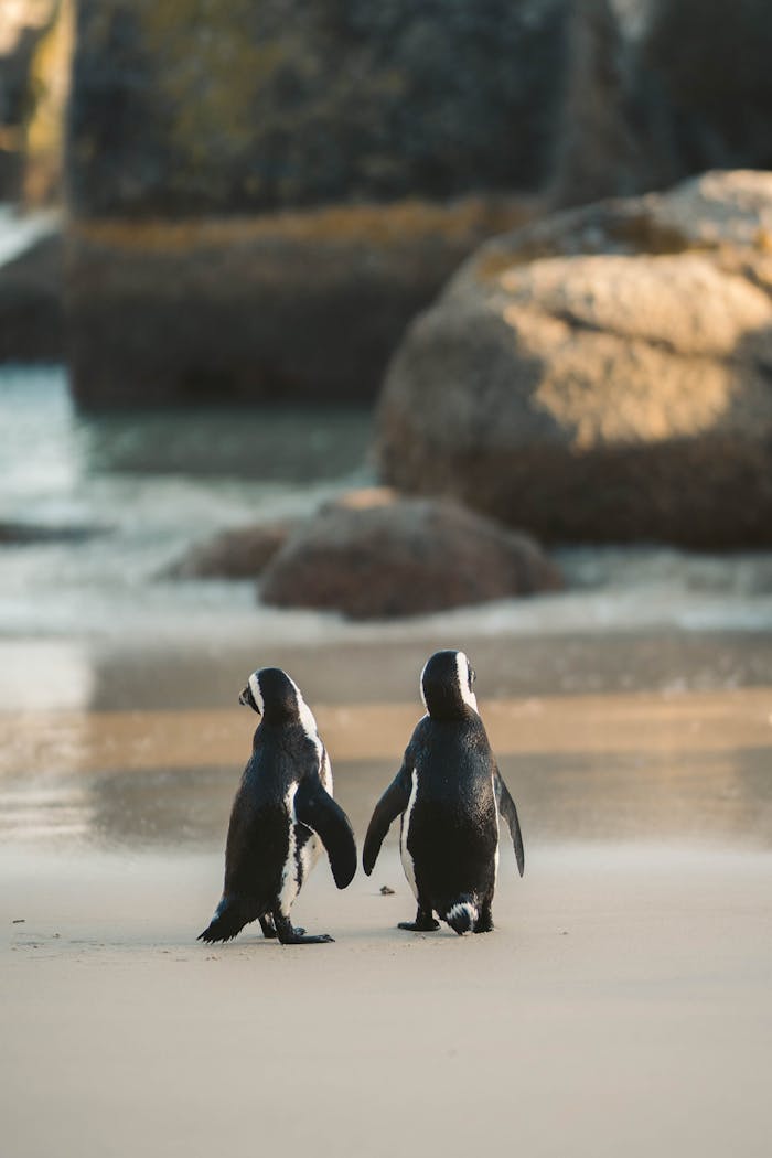 Two African penguins strolling on a sandy beach with rocky background.